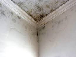 Why You Should Choose Our Mold Remediation Services in Skokie, IL